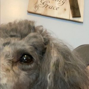 Meet your Posher, Barbara